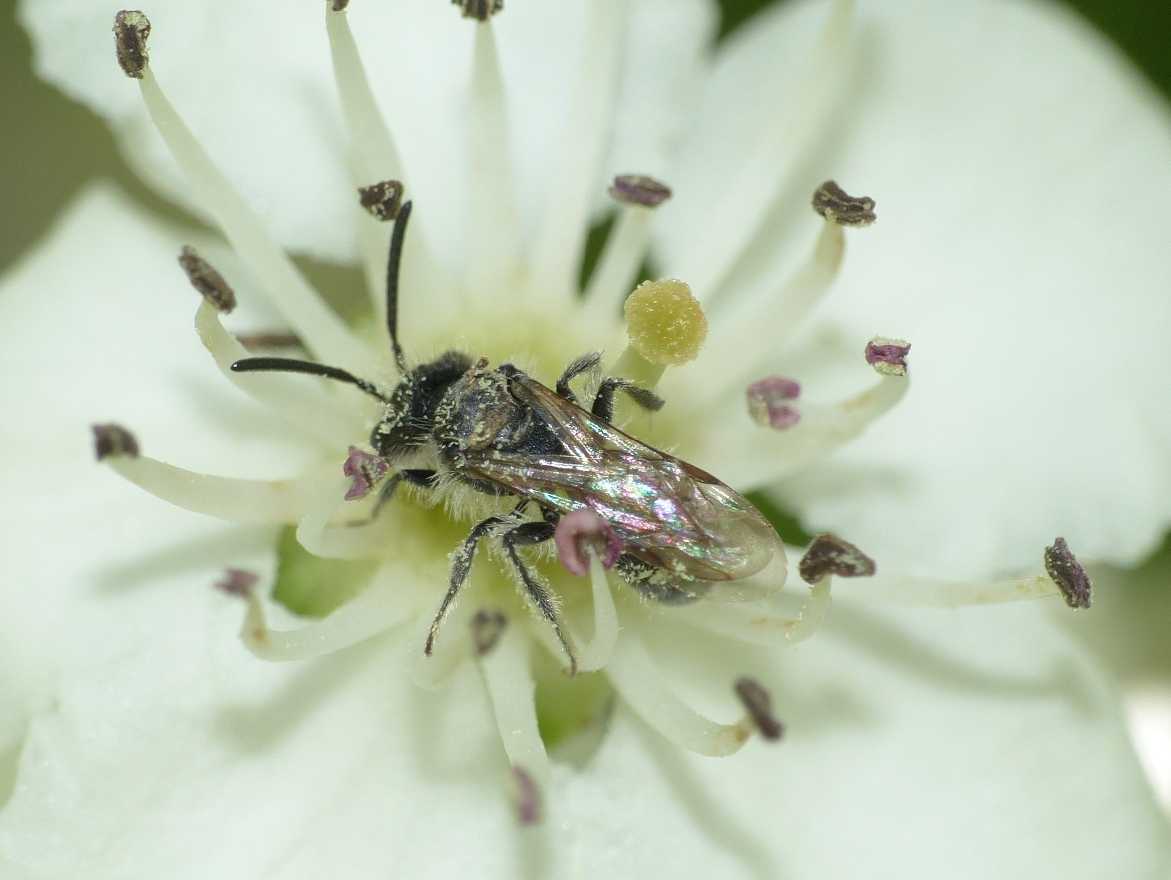 Piccolo apoideo su fiori di biancospino: maschio di Andrena